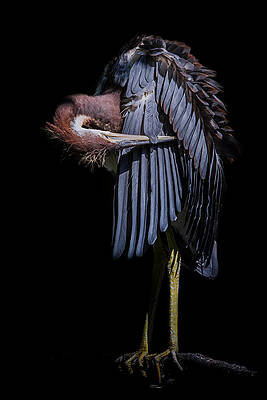 Wall Art featuring the photograph It's Right....there by Ghostwinds Photography