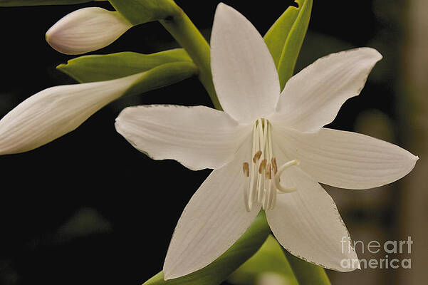 Summer Photograph - Its Summer by William Norton