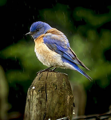 Wall Art featuring the photograph Its Wet Out Here by Jean Noren