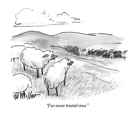 Cow Wall Art featuring the drawing I've Never Trusted Cows by Warren Miller