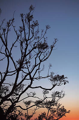 Beautiful Photograph - Jacaranda Sunset by Rona Black