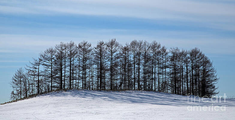Winter Photograph - Japan In Winter by Natural Focal Point Photography