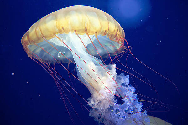 Graceful Jellyfish Underwater Photograph