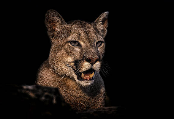 Wall Art featuring the photograph Jaw Dropping by Ghostwinds Photography