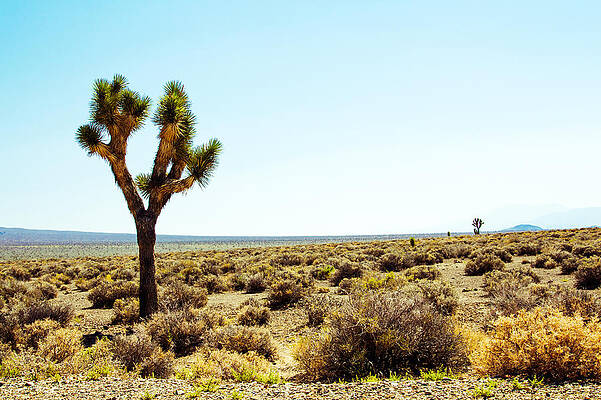 Desert Photograph - Joshua Tree by Nicholas Blackwell