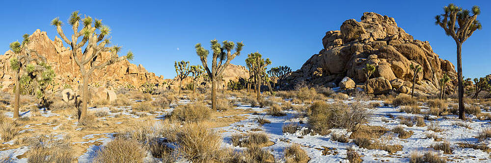 Winter Wall Art featuring the photograph Joshua Winter by Kelley King