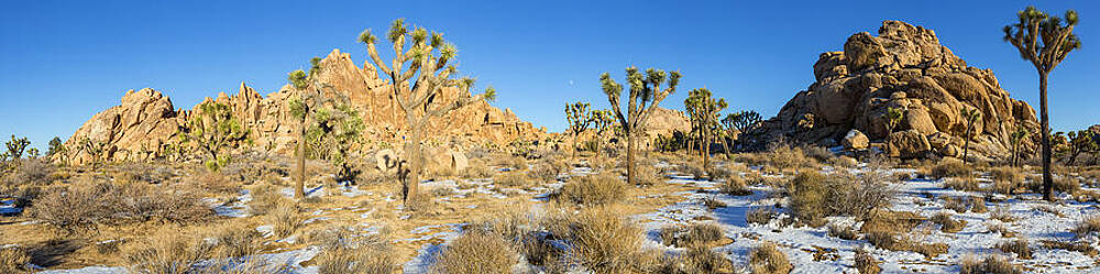 Winter Wall Art featuring the photograph Joshua Winter Panorama by Kelley King