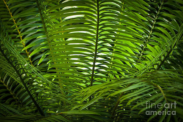 Wall Art featuring the photograph Jungle Fern by Blake Webster