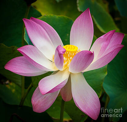 Wall Art featuring the photograph Jungle Garden Flower by Blake Webster