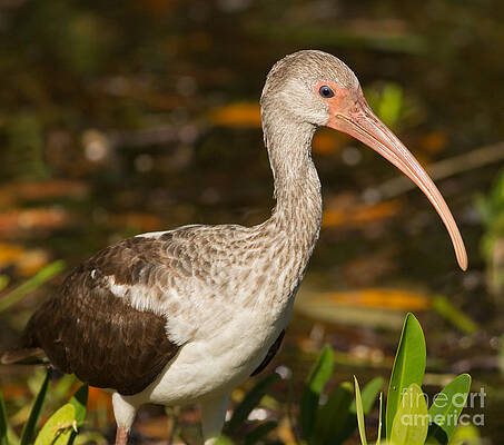Marsh Photograph - Juvenile Ibis In The Mangroves 2 by Natural Focal Point Photography