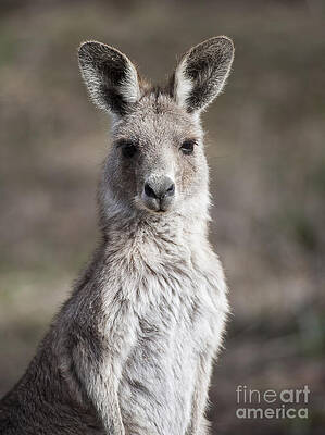 Wildlife Photograph - Kangaroo by Steven Ralser
