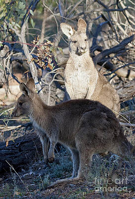 Wildlife Photograph - Kangaroos - Australia by Steven Ralser