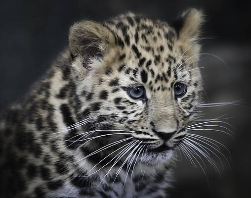 Photograph - Kanika - Amur Leopard Portrait by Chris Boulton