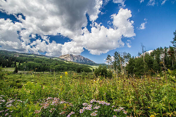 Nature Photograph - Kebler Pass Meadow by Jeff Stoddart