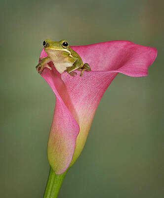 Frog Resting on Pink Flower Photograph