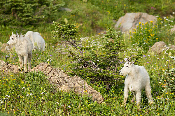 Glacier National Park Photograph - Kids In Glacier National Park 3 by Natural Focal Point Photography