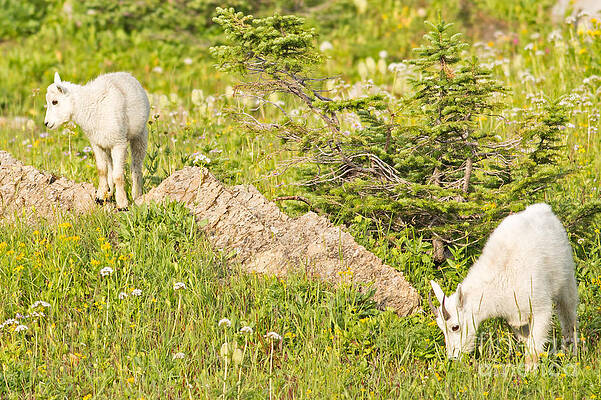 Glacier National Park Photograph - Kids In Glacier National Park by Natural Focal Point Photography