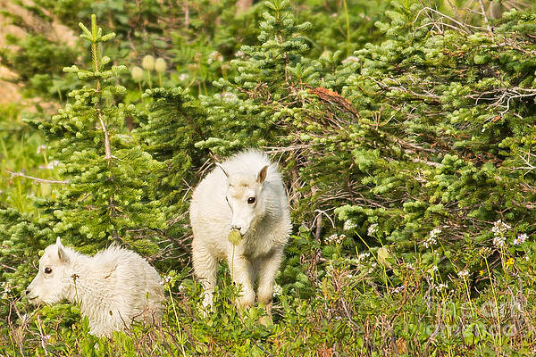 Glacier National Park Photograph - Kids In Glacier NP 3 by Natural Focal Point Photography