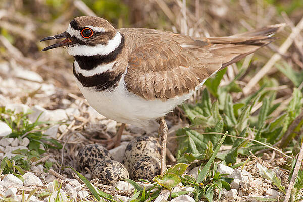 Wisconsin Photograph - Kildeer Protecting The Nest by Natural Focal Point Photography