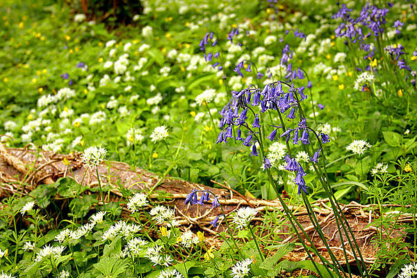 Nature Photograph - Killarney Blooms by Mark Callanan