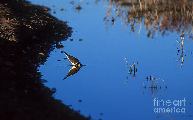 Reflection Photograph - Killdeer by Steven Ralser