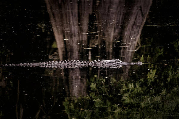 Nature Wall Art featuring the photograph King Of The River by Steven Sparks