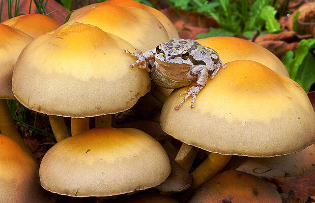 Wild Wall Art featuring the photograph King Of The Toads by Jean Noren
