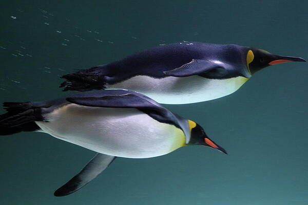 Penguins Wall Art - Photos.com