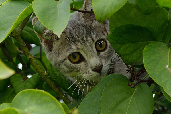 Photograph - Kitten In The Bushes by Scott Lyons