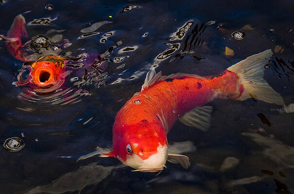 Water Wall Art featuring the photograph Koi Gulp by Jean Noren