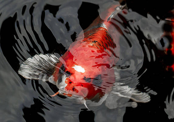 Water Wall Art featuring the photograph Koi Making Waves by Jean Noren