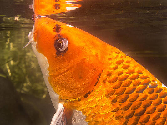 Water Wall Art featuring the photograph Koi Sipping At Surface by Jean Noren