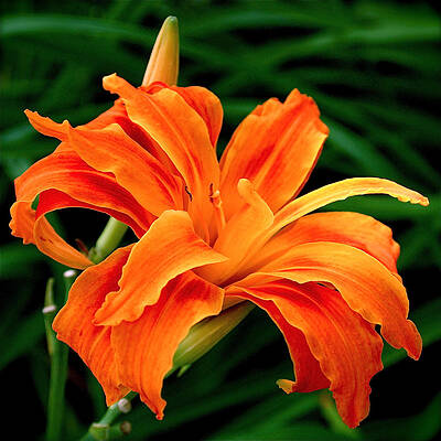 Wall Art featuring the photograph Kwanso Lily by Rona Black