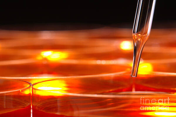 Wall Art featuring the photograph Laboratory Petri Dishes In Science Research Lab by Science Research Lab