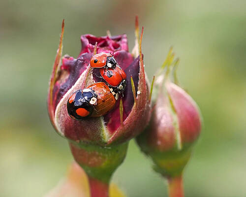 Wall Art featuring the photograph Ladybug Foursome by Rona Black