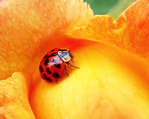 Wall Art featuring the photograph Ladybug by Rona Black