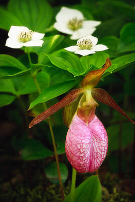 Photograph - Ladys Slipper And Bunchberry by Jeff Sinon