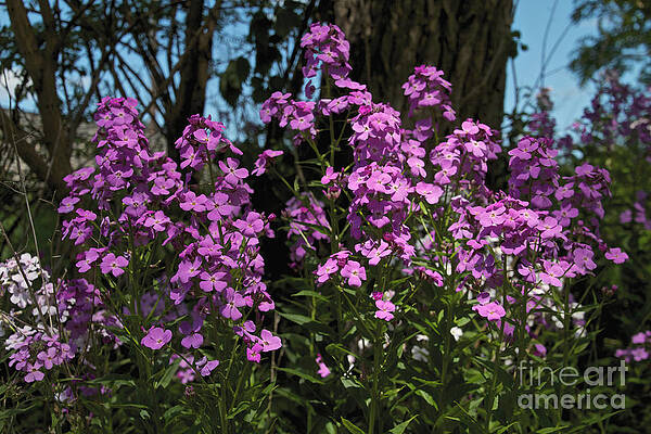 Spring Wall Art featuring the photograph Lake View by William Norton