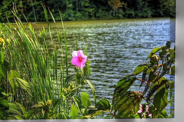 Blue Wall Art featuring the photograph Lakeside Flower by Jonny D