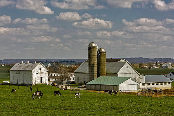 Pastoral Farm with Cows and Silos Photograph