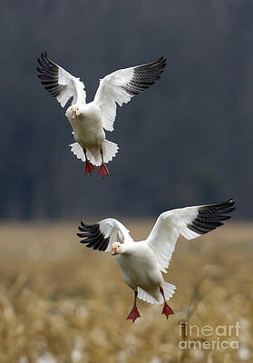 Photograph - Landing Gear Down by Jim E Johnson