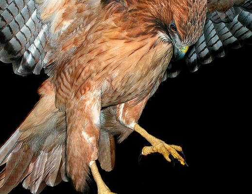 Bird Wall Art featuring the photograph Landing Red Tail by Jean Noren