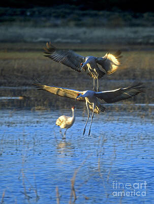 Wildlife Photograph - Landing Sandhill Cranes by Steven Ralser