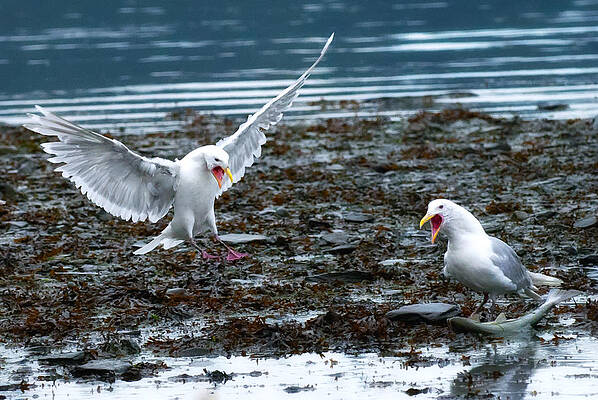 Bird Wall Art featuring the photograph Late For Dinner by Ghostwinds Photography