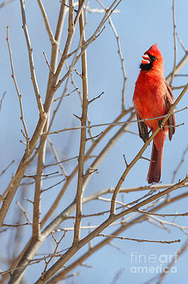 Winter Photograph - Late Winter Cardinal Song by Natural Focal Point Photography