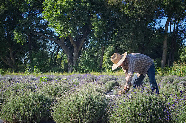 Farmer Harvesting Lavender Field Photograph