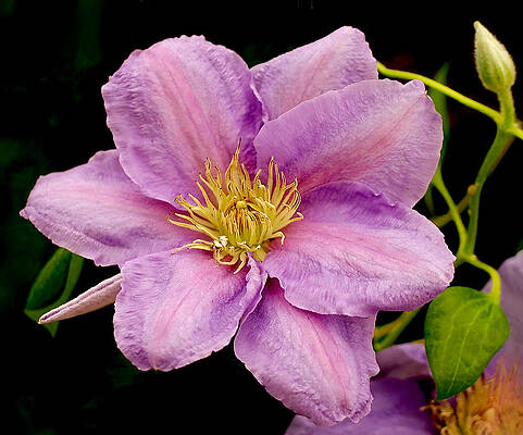 Wall Art featuring the photograph Lavender Pink Clematis by Rona Black
