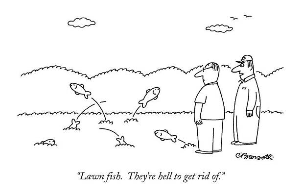 Gardening Drawing - Lawn Fish.  They're Hell To Get Rid Of by Charles Barsotti