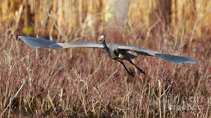 Wild Photograph - Leaving The Nest by Mary Lou Chmura