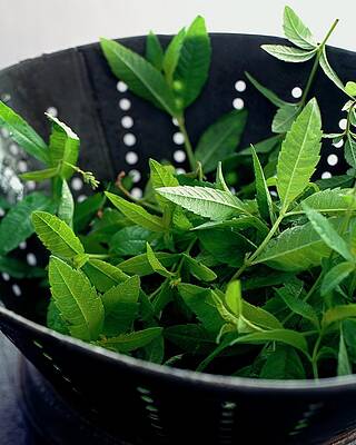 Cooking Wall Art featuring the photograph Lemon Verbena Herbs by Romulo Yanes